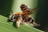 Megachile maritima